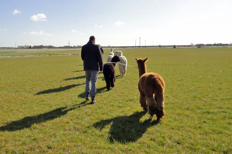 Just taking our alpacas for a walk. No big deal.