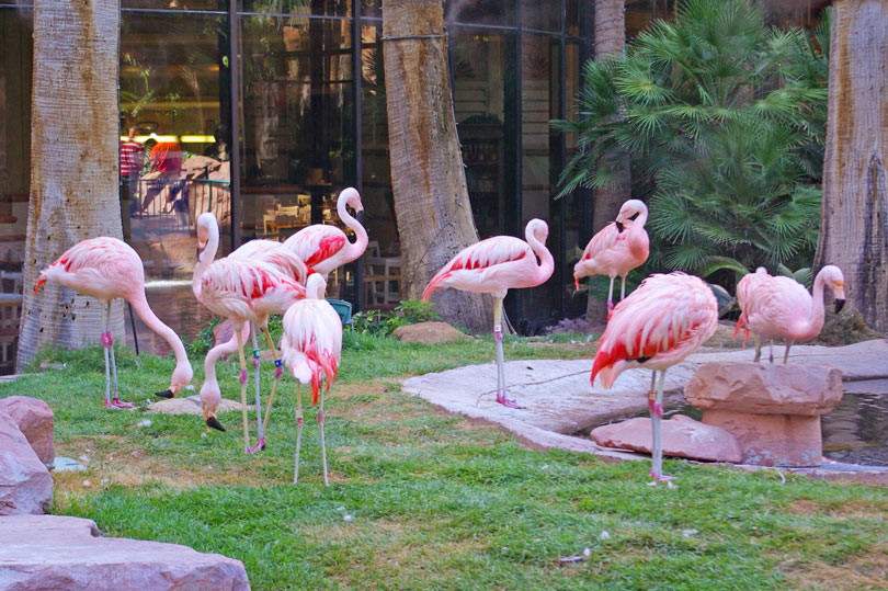 flamingo-habitat-las-vegas