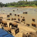 Where to see Elephants in Sri Lanka