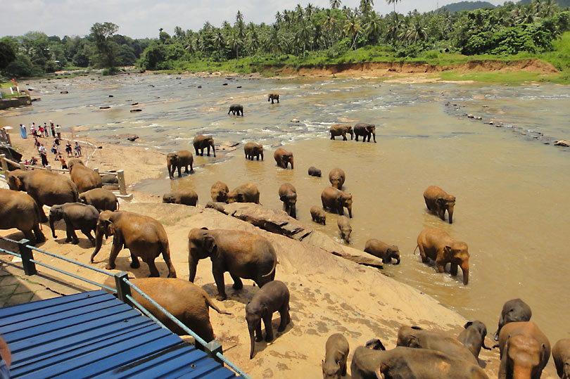 Where to see Elephants in Sri Lanka