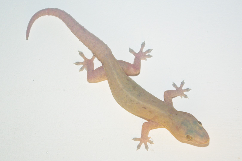 Sri Lankan lizard on a wall