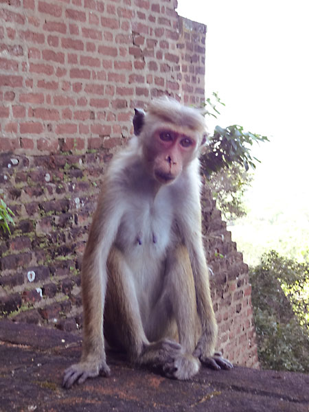 Beware of the monkeys at Sigiriya, Sri Lanka!