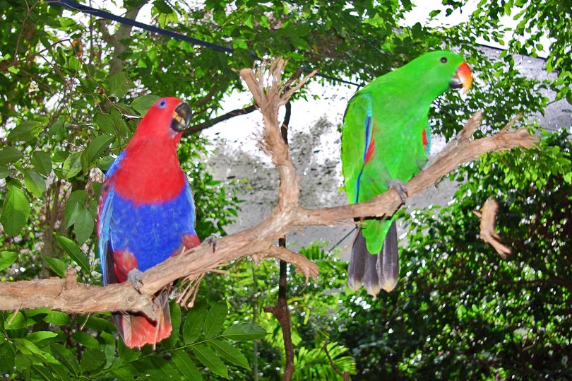eclectus-parrots