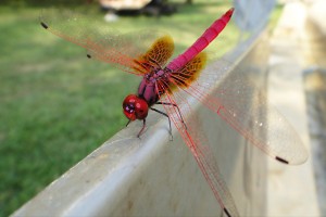 A red dragonfly in Sri Lanka