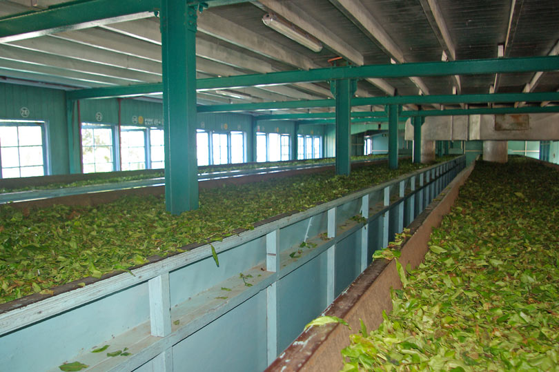 Tea factory in Sri Lanka