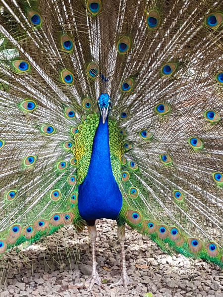 Beautiful peacock in Fiji