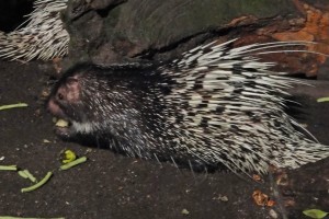 Porcupine at the Night Zoo in Singapore - a Singapore must-do