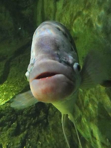 Celebs ain't got nothing on this fish with the perfect pout
