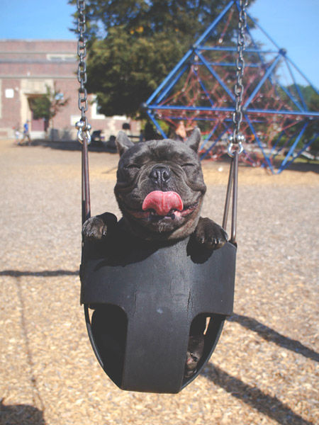 Cute dog on a swing