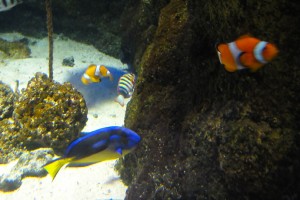 Finding Nemo at the Sea Life Aquarium in London
