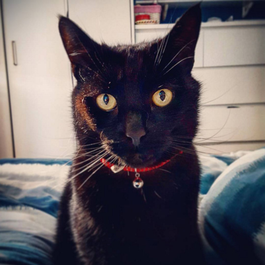 Beautiful black cat
