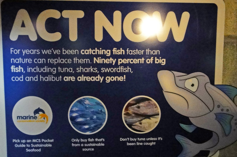 90% of big fish including tuna, sharks, swordfish, cod and halibut are already gone!