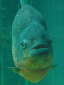 Piranha at the aquarium