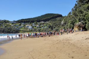 A crowd of tourists digging their own thermal spas on Hot Water Beach in New Zealand