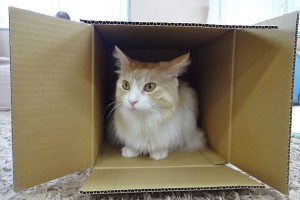 Cat hiding in a box at a Cat Cafe in Tokyo, Japan