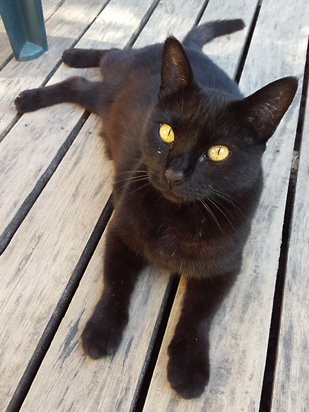 Black cat sitting on decking in Fiji