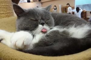 Cat poking its tongue out while sleeping at a Cat Cafe in Tokyo