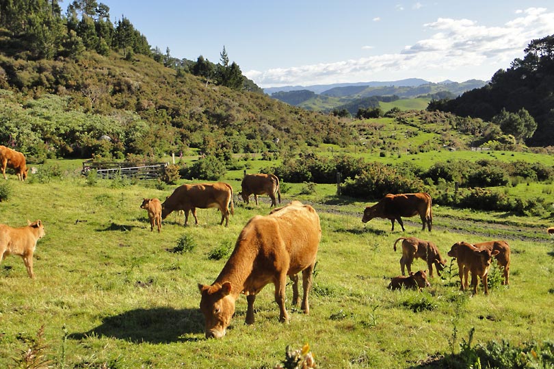 Brown cows in a field on route to Cathedral Cove on The Coromandel in New Zealand