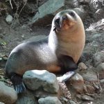 Adorable seal pup at Ohau Point, New Zealand