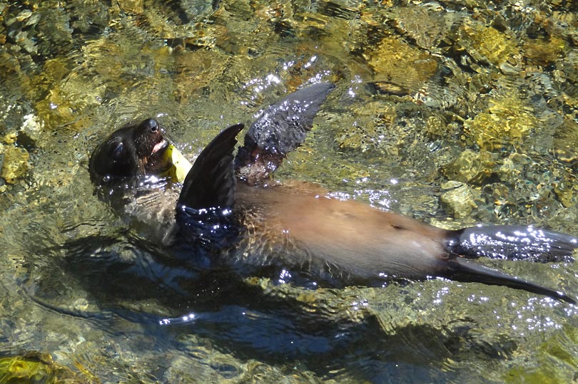 A seal swimming in Ohau stream, Kaikoura