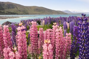 Lupins at Lake Tekapo in New Zealand - an instagrammer's dream!