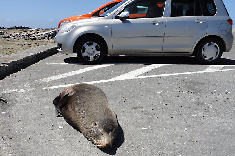 Funny seal thinks its a car!