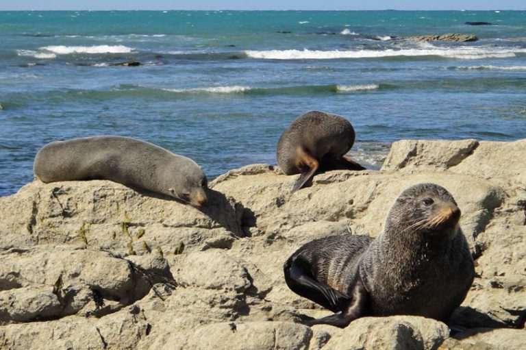 Where to see wild seals in New Zealand