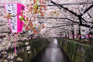 Cherry blossoms at the canal in Naka Meguro in Tokyo, Japan - Photo by QuirkyLittlePlanet.com