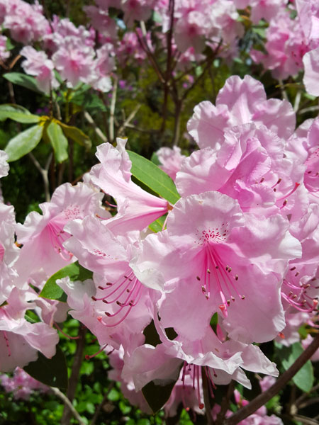 Sweet pink blossom on the trees at Wellington Botanic Garden, New Zealand