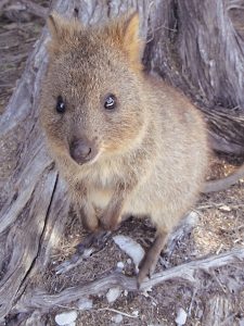 Adorable quokka - a native to Rottnest Island in Western Australia