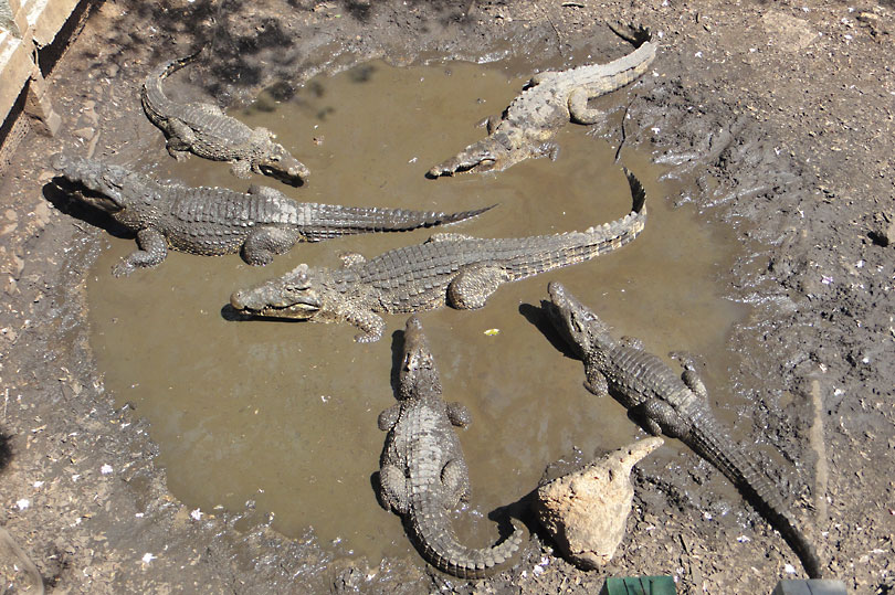 Famous Cuban Crocodiles