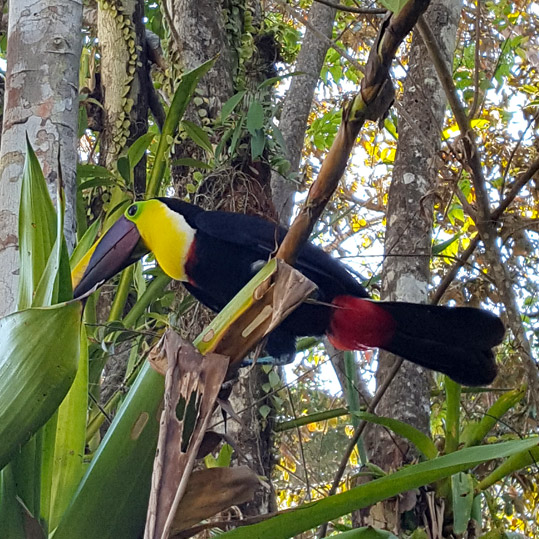 Black mandibled toucan in Costa Rica