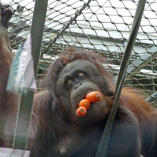 Orangutan eating carrots