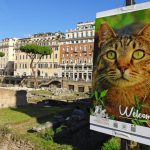 The quirky cat sanctuary of Rome
