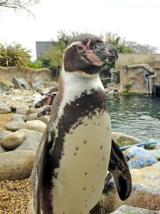penguin at colchester zoo