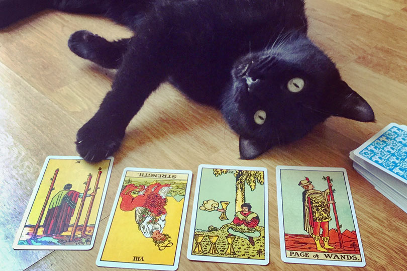 tarot reading for a black cat