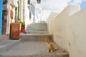 Kitten on the walk to Fira