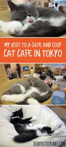 Cat Cafe Nekorobi Ikebukuro - cute and cosy cat cafe in Tokyo