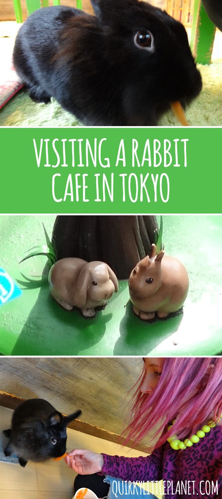 Visiting a rabbit cafe in Tokyo