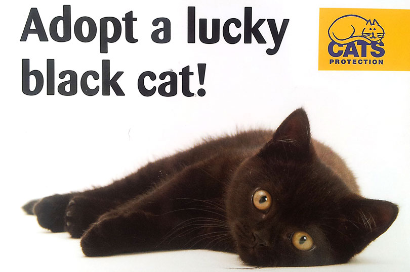 cats-protection-lucky-black-cat