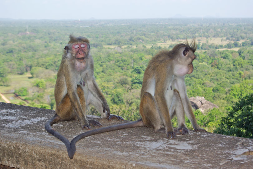 Sri Lankan monkeys at Sigiriya