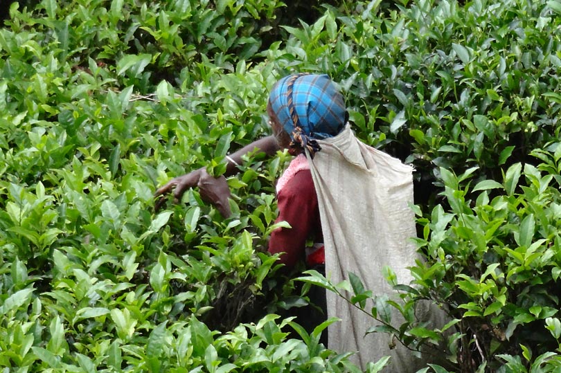 Sri Lankan tea picker, Nuwara Eliya