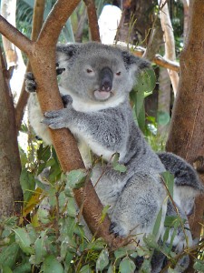 Koala at Australia Zoo