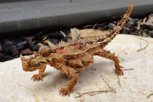 Thorny Devil - Quirky Little Planet