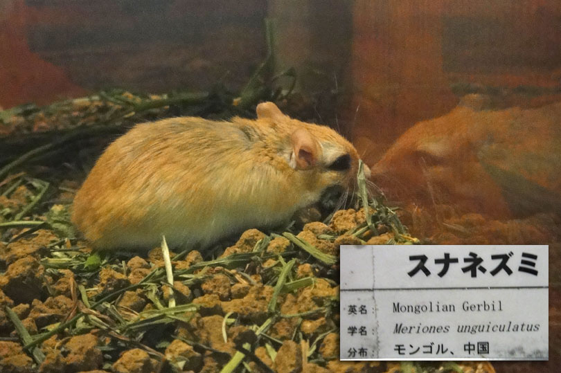 Mongolian Gerbil at Ueno Zoo in Japan