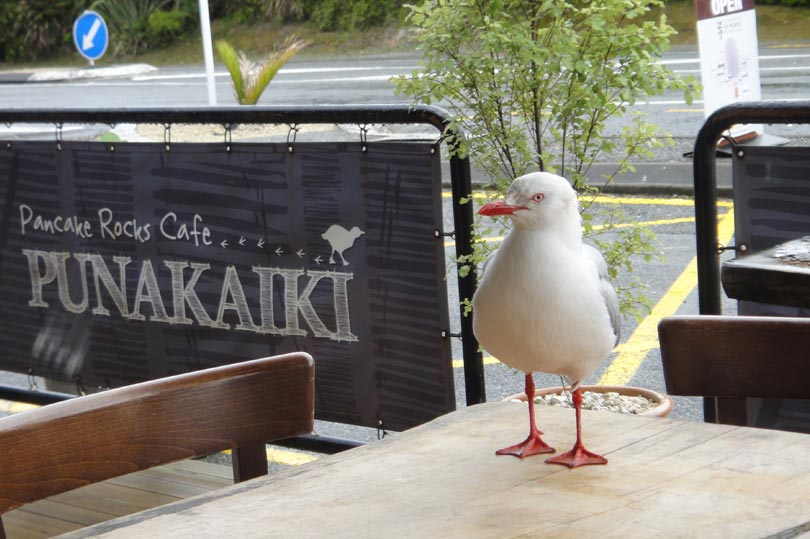 Seagull wants some of my pancakes at the Pancake Rocks Cafe in Punakaiki
