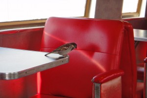 Fast food eating sparrow
