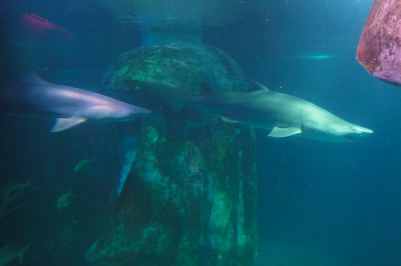 Shark tank at Sea Life London