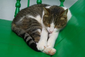 Tabby cat asleep on a green chair in Lanzarote, Spain