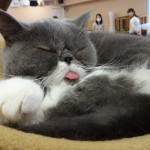 Cat poking its tongue out while sleeping at a Cat Cafe in Tokyo